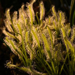 Drosera capensis alba sundew