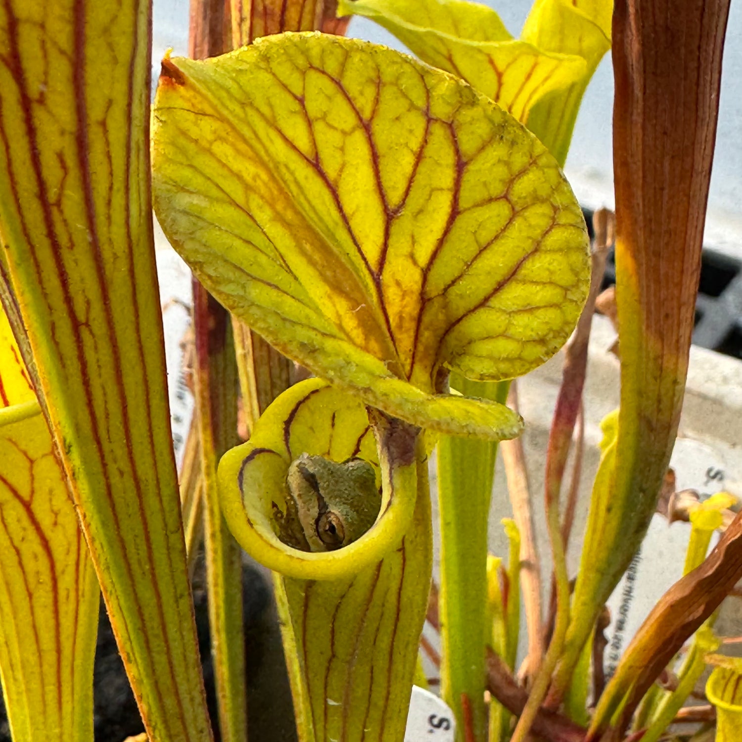Sarracenia flava ‘Goldie’ x flava var ornata “Bulloch Co” Potted