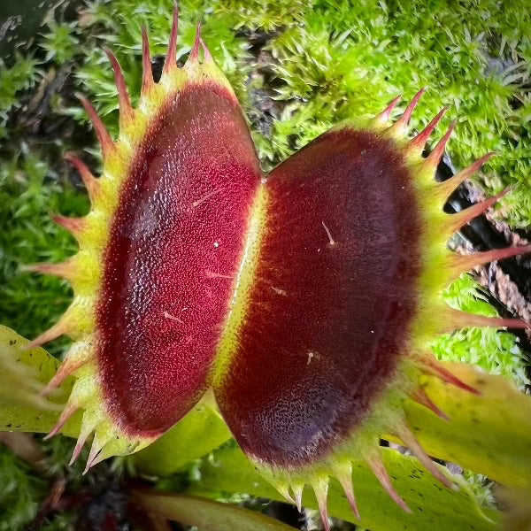 Dionaea wine mouth