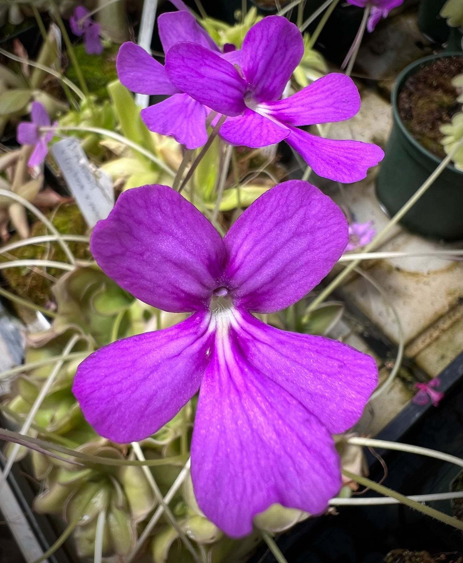 Pinguicula moranensis x ( moranensis x cyclosecta ) BARE ROOT