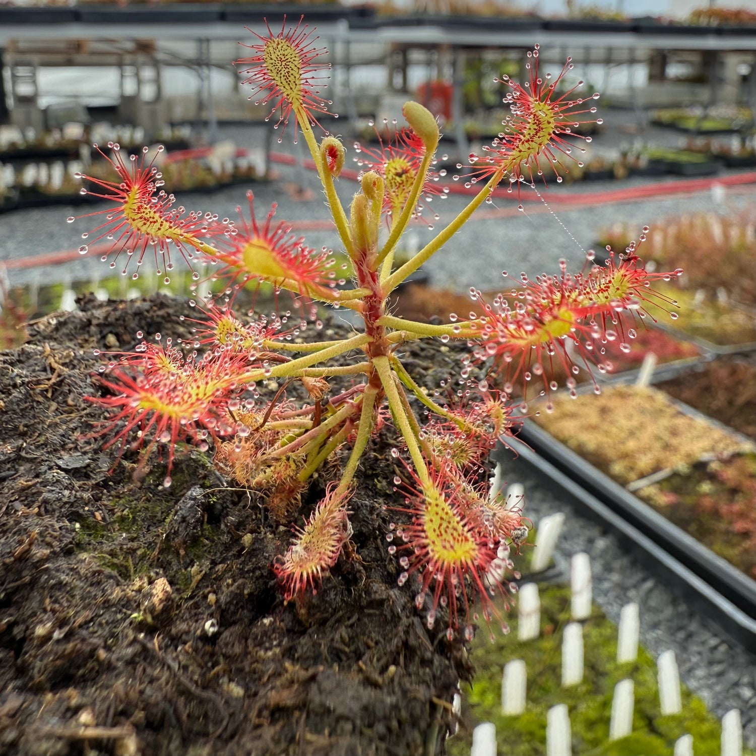 Drosera madagascariensis Potted