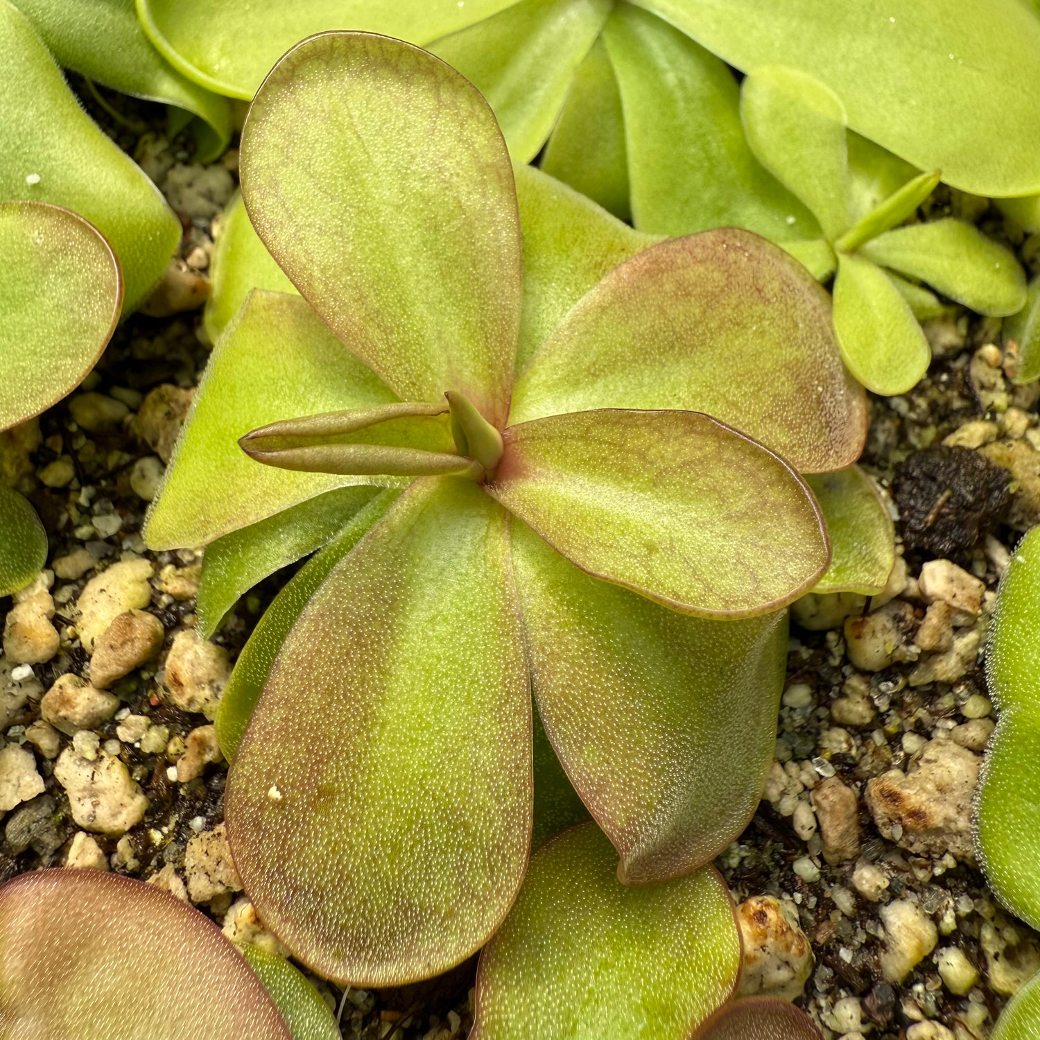 Pinguicula ibarre x emarginata BARE ROOT