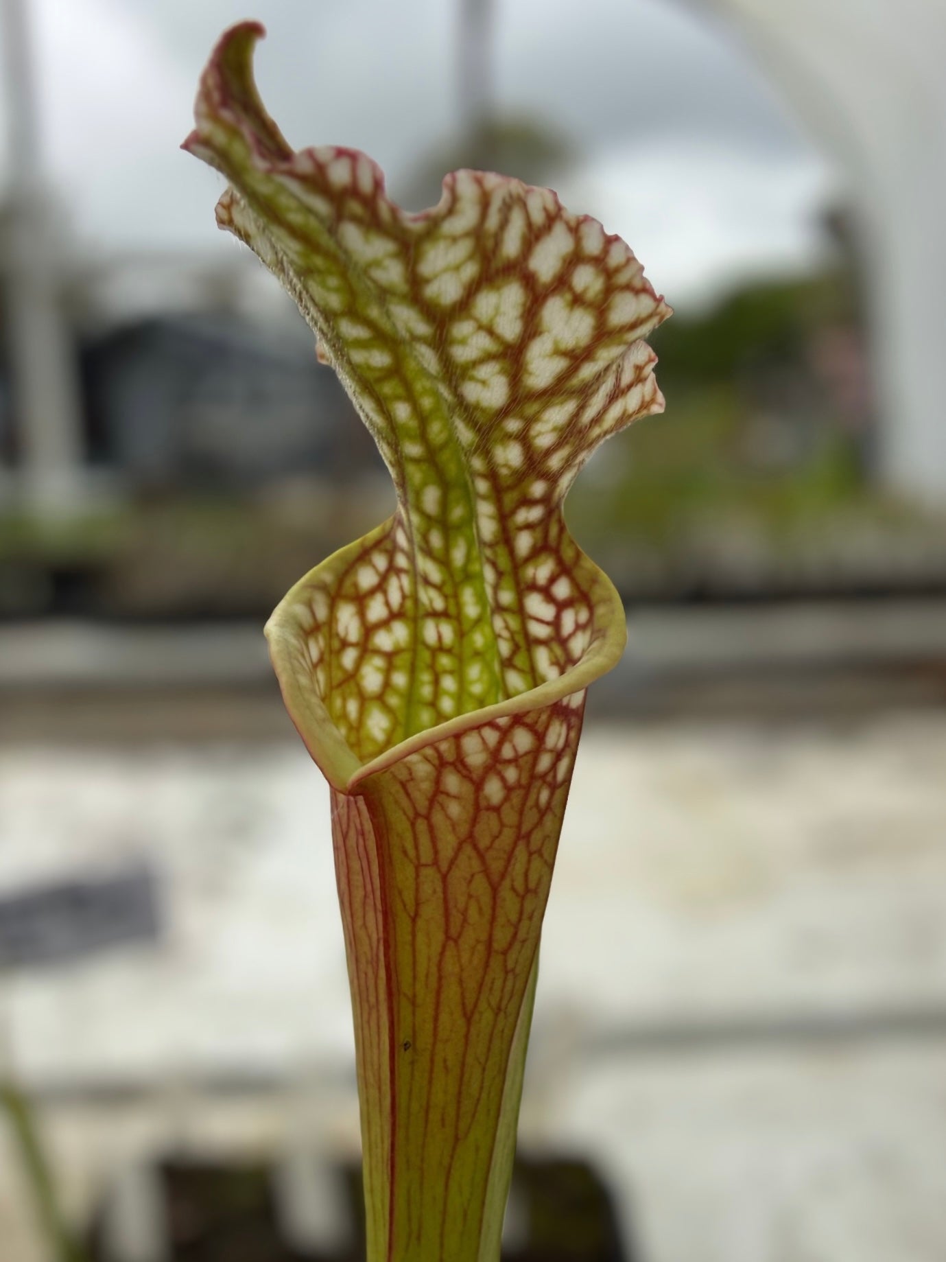 Sarracenia leucophylla "Great Spotty Lip” Potted