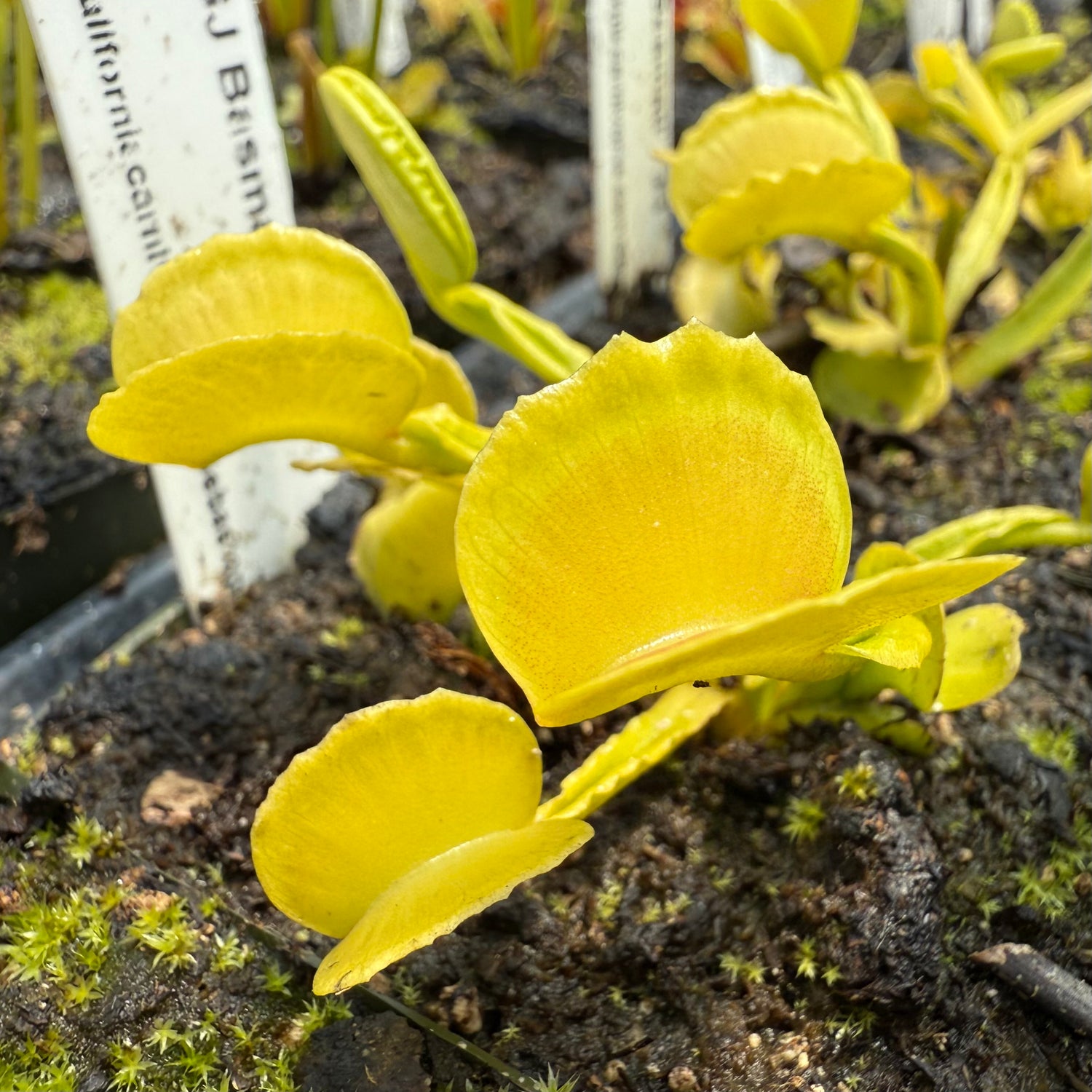Dionaea m. “GJ Basmati” JH Potted