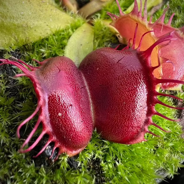 Dionaea Red Moon Trap