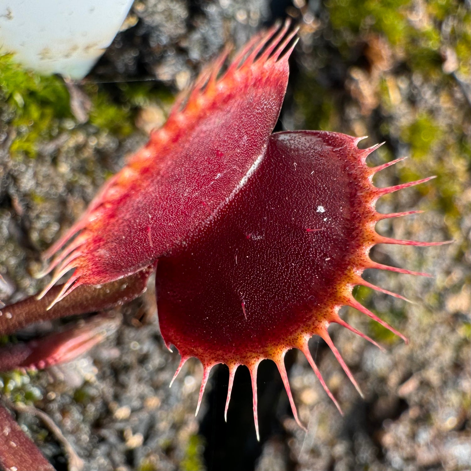 Dionaea m. ‘Petite Red Dragon' JH Potted