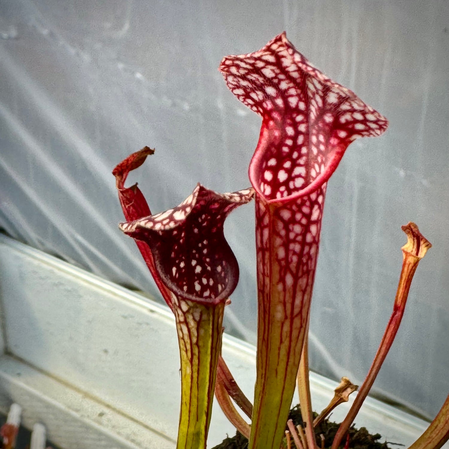 Sarracenia ( x ‘Saurus’ ) x ( x ‘Caitrin Claire’ ) Potted