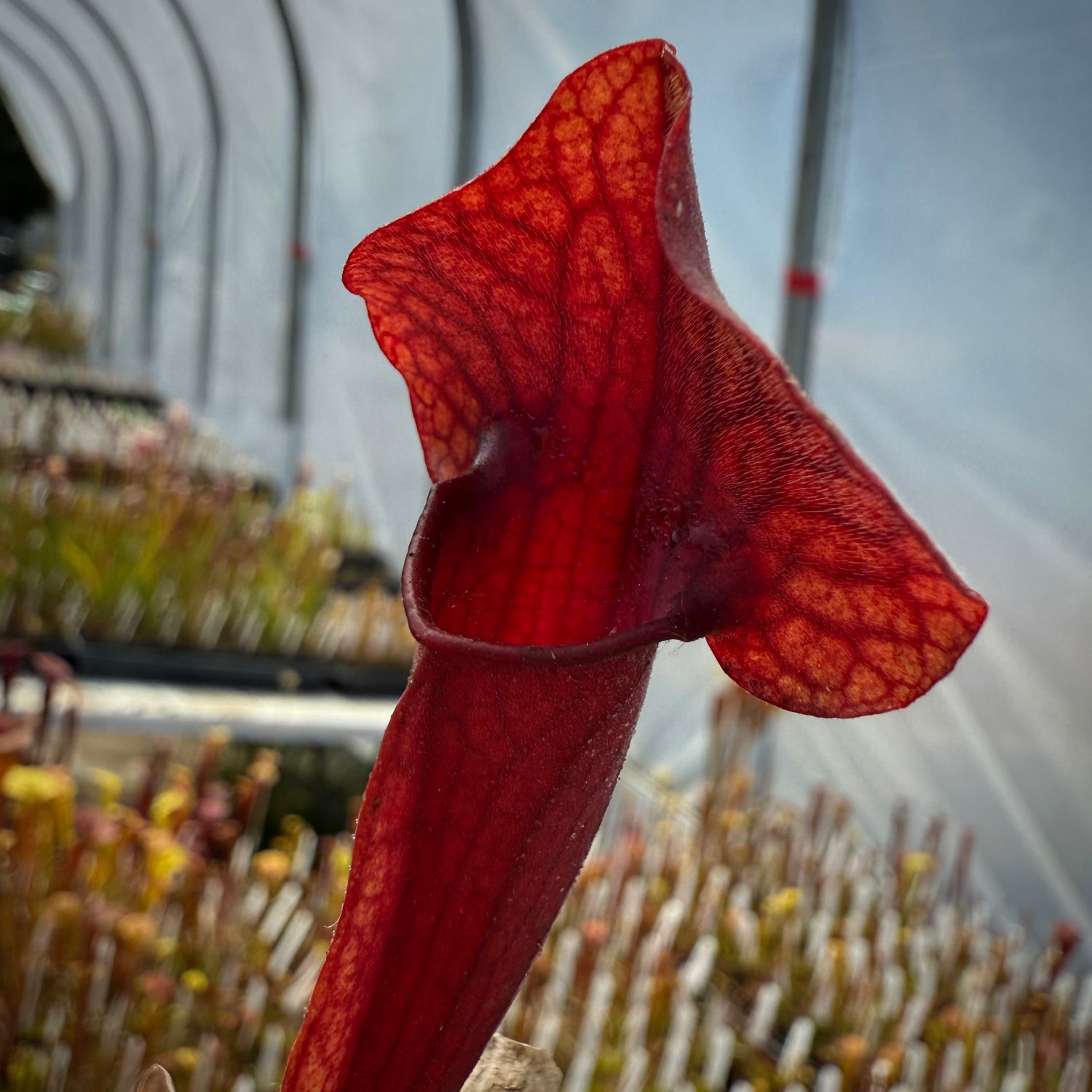 Sarracenia flava cuprea ‘Bill Hoyer’ x ( purpurea v. burkii ‘Mama Cass’ x purpurea v. burkii “typical” Potted