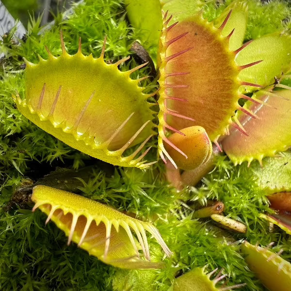 Dionaea Belzebub