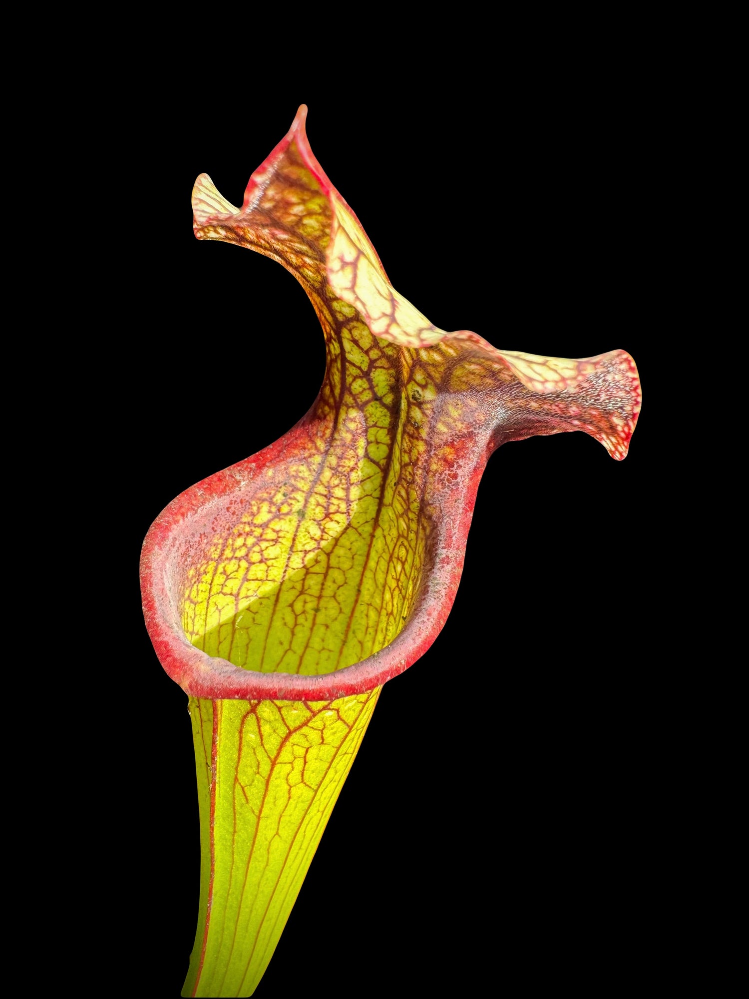 Sarracenia ( x ‘Lynda Butt’ ) x  ( x ‘Majesty’ ) Potted