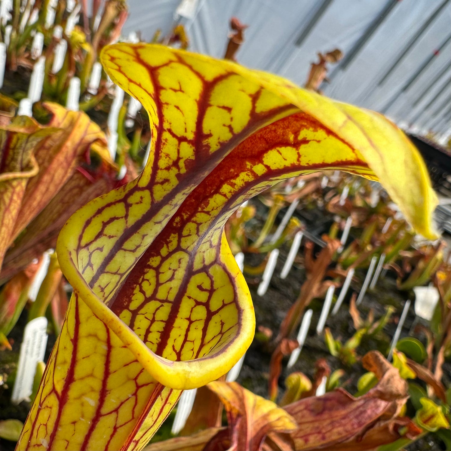 Sarracenia oreophila v. ornata Potted