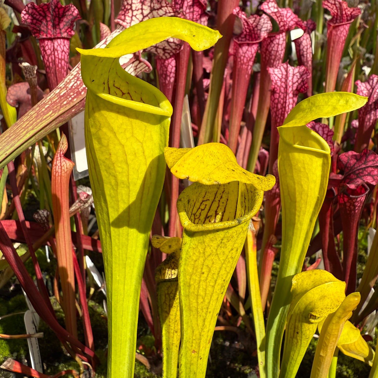 Sarracenia alata “Sam Rayburn Reservoir, Jasper Co, TX” Potted