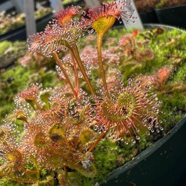 Drosera rupicola orange sundew