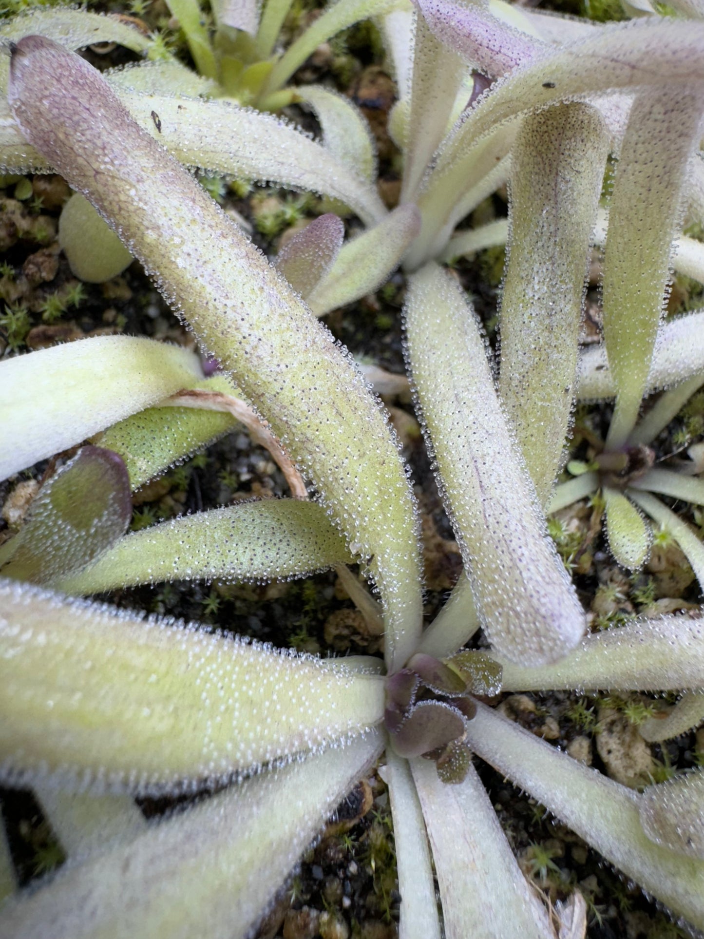 Pinguicula x “Twilight Sparkle” BARE ROOT