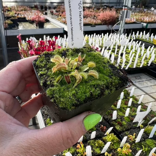 Dionaea harlequin