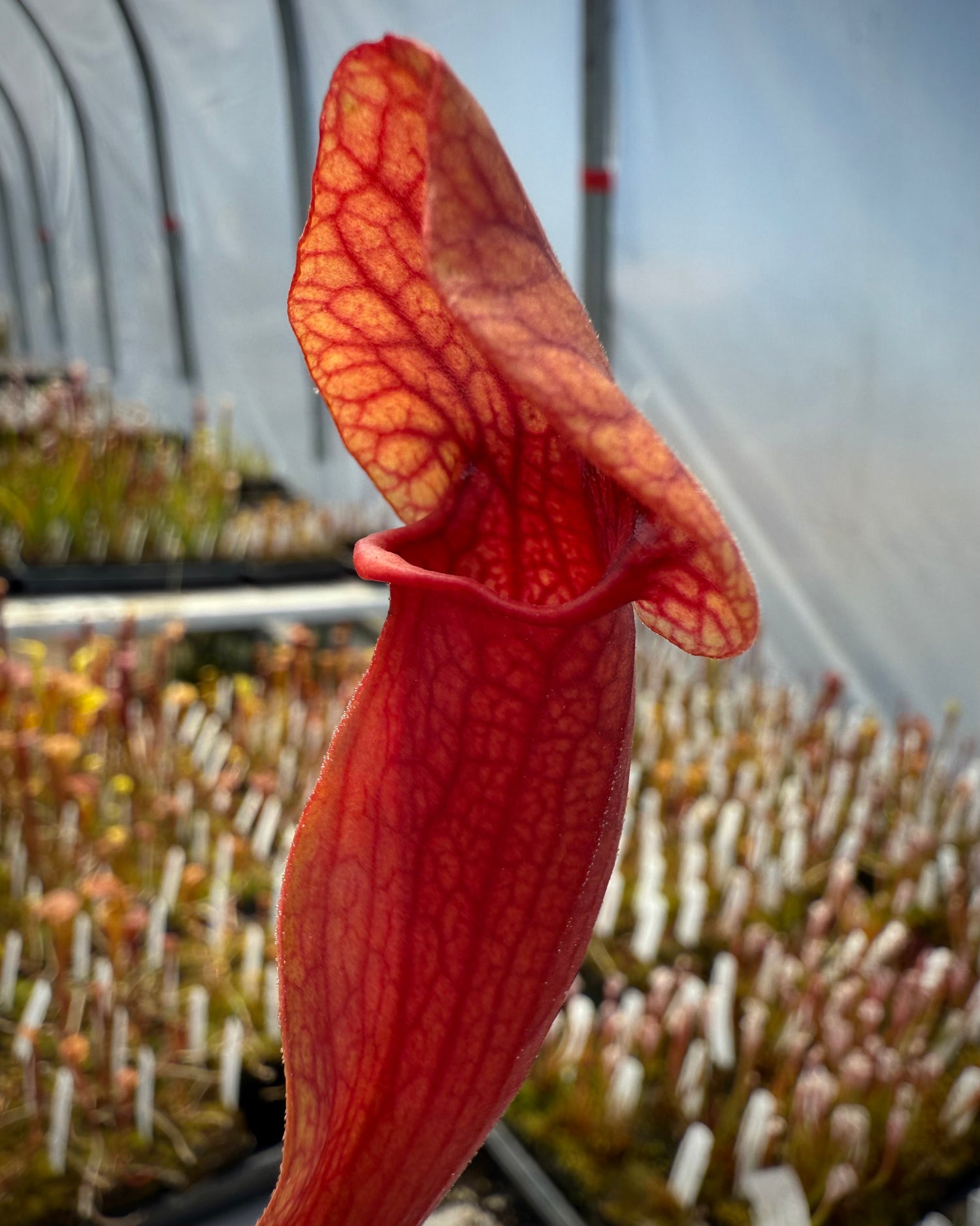 Sarracenia flava cuprea ‘Bill Hoyer’ x ( purpurea v. burkii ‘Mama Cass’ x purpurea v. burkii “typical” Potted