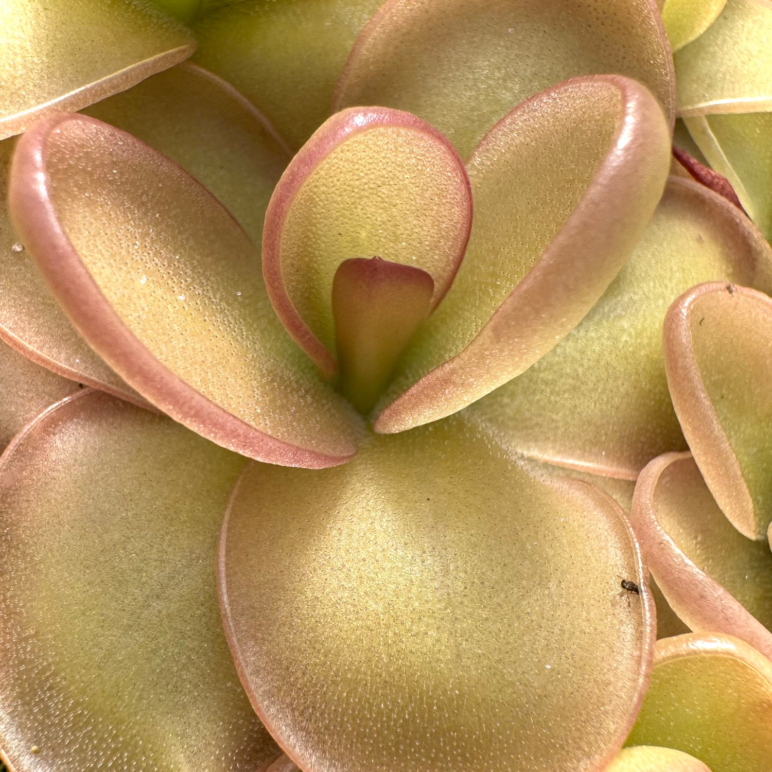 Pinguicula x ”Marilyn Monroe” BARE ROOT