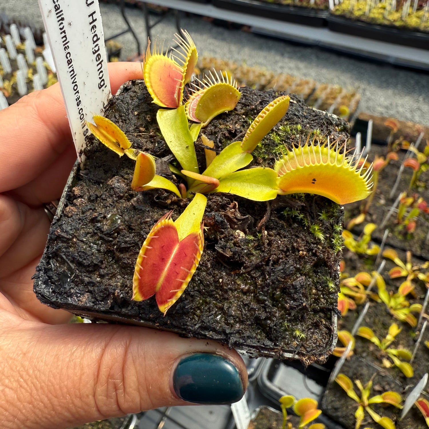 Dionaea m. “GJ Hedgehog” JH Potted
