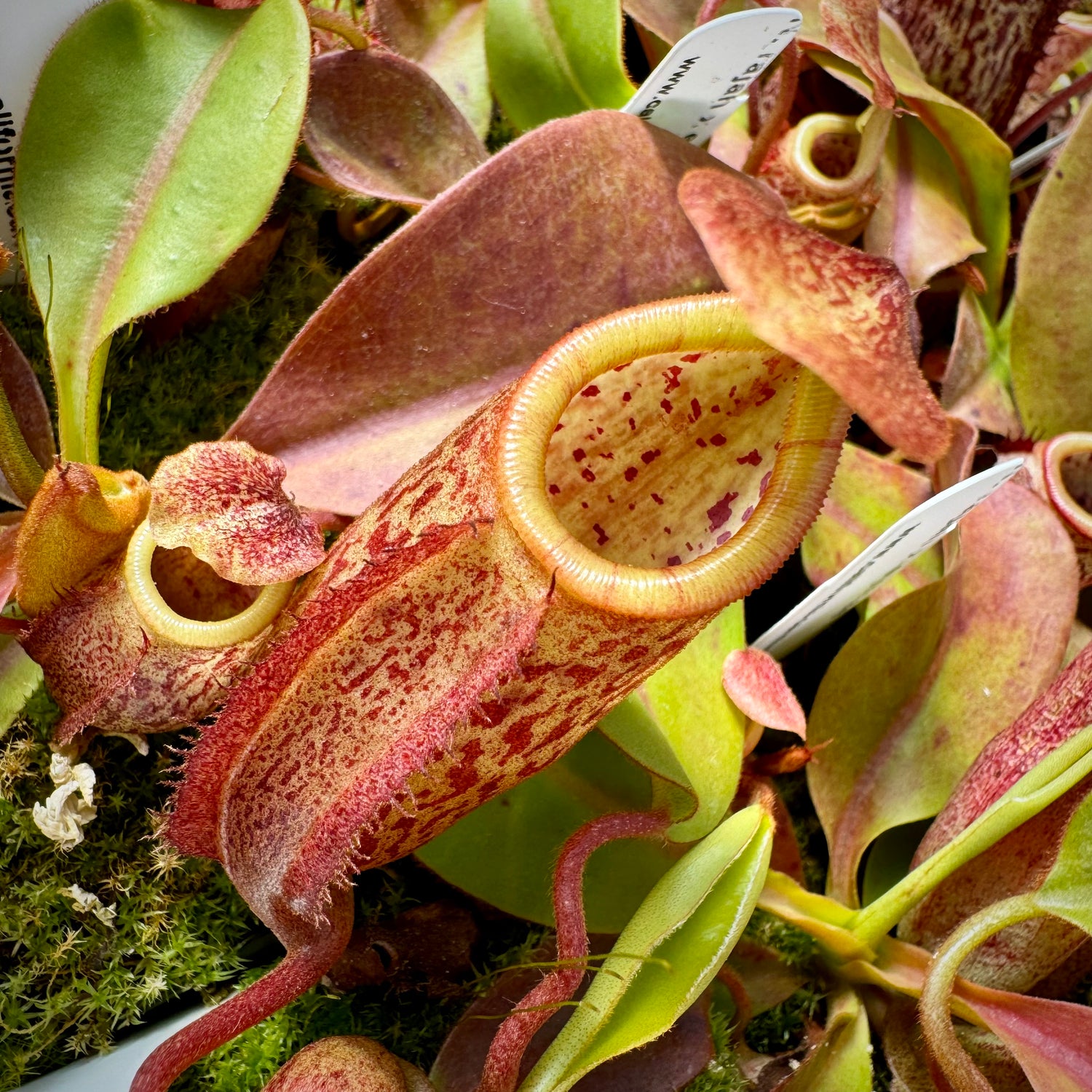 Nepenthes rajah x eymae Potted