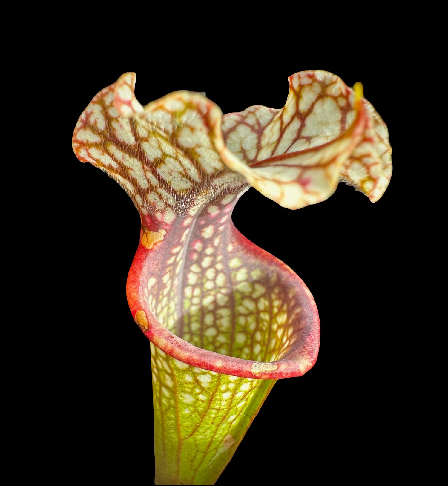 Sarracenia ( x ‘Lynda Butt’ ) x  ( x ‘Majesty’ ) Potted
