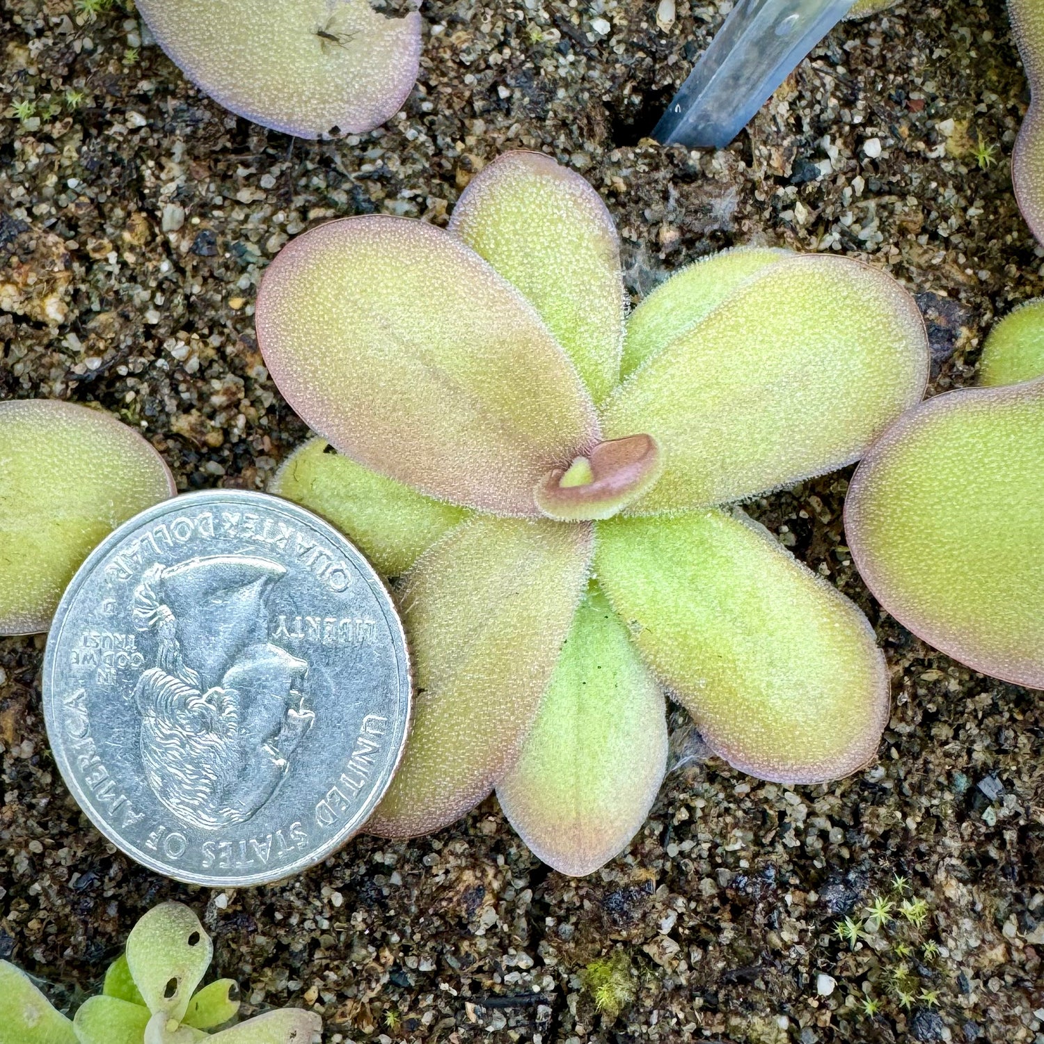 Pinguicula x “Lovespell” BARE ROOT