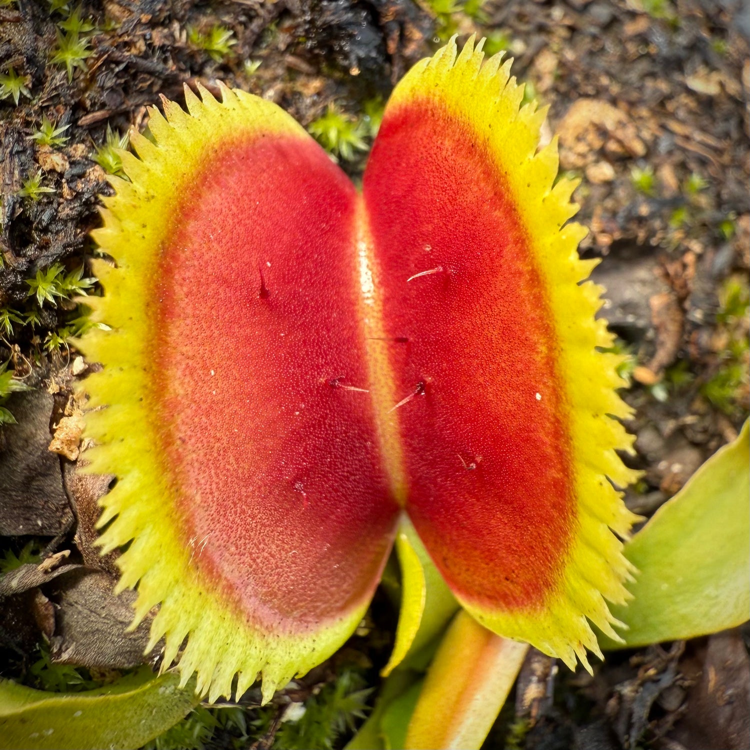 Dionaea m. 'Guava Sawtooth' JH Potted