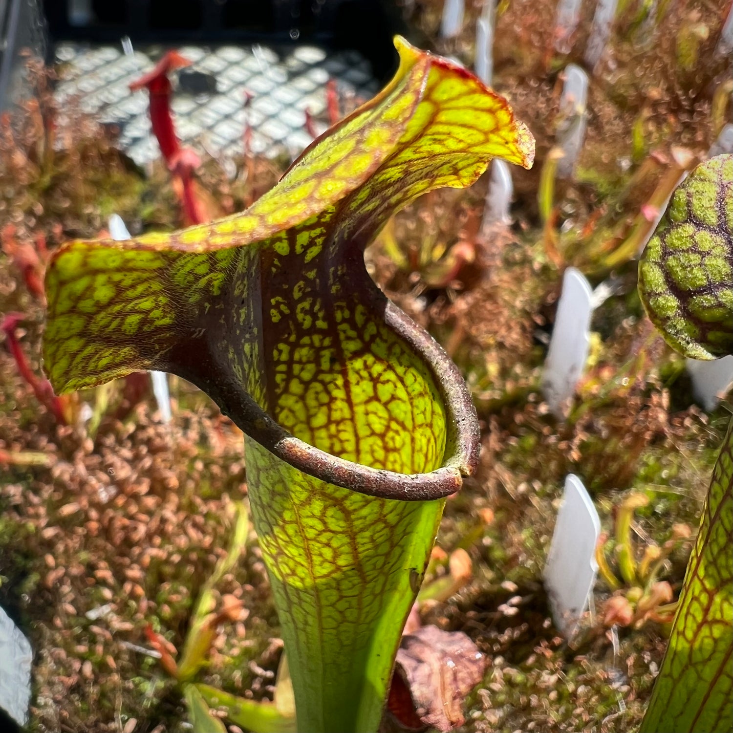 Sarracenia ( x 'Leah Wilkerson' ) x ( x 'Deep Throat' ) Potted