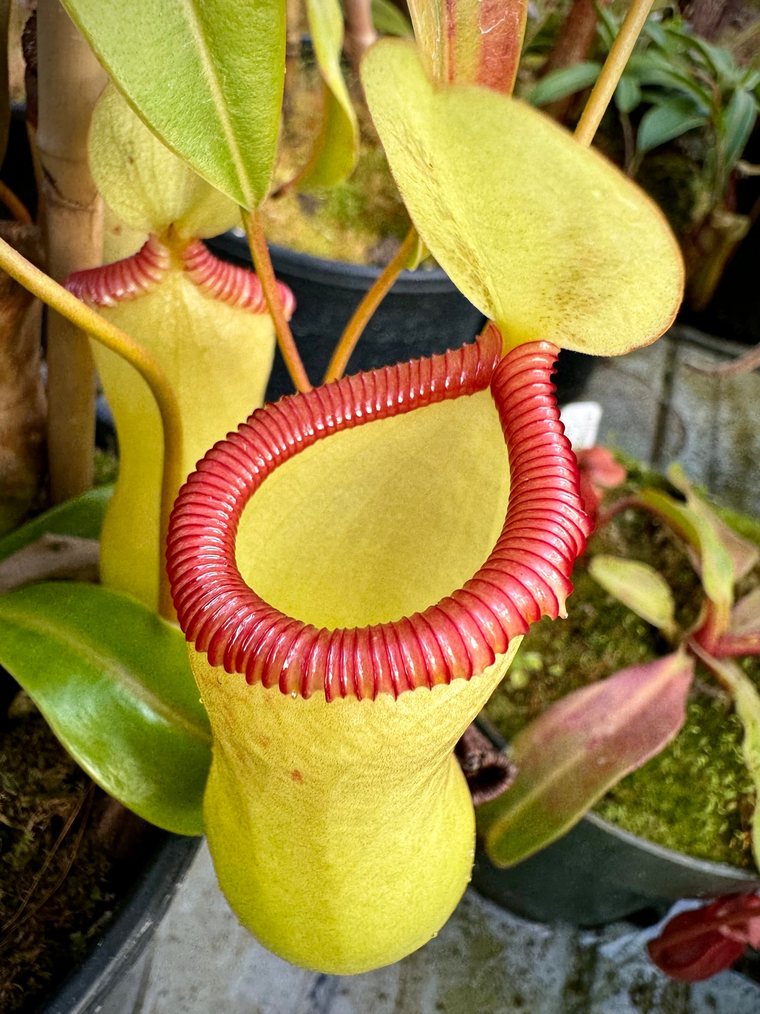 Nepenthes ventricosa “Black” x edwardsiana CalCarn Seed-Grown Potted