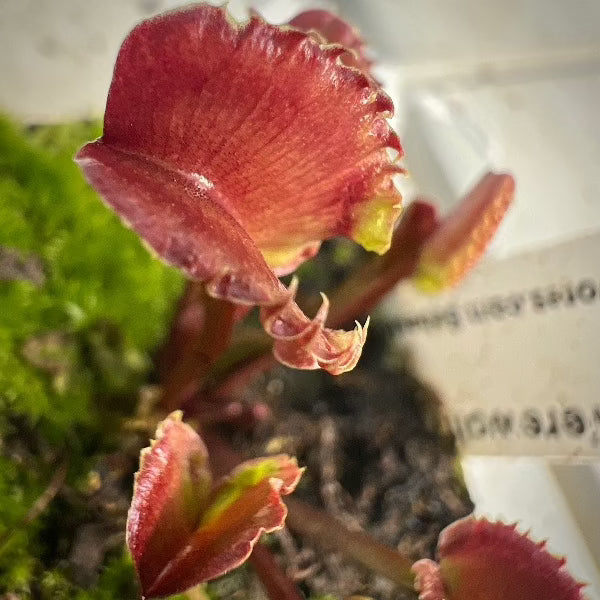 Dionaea AR Werewolf