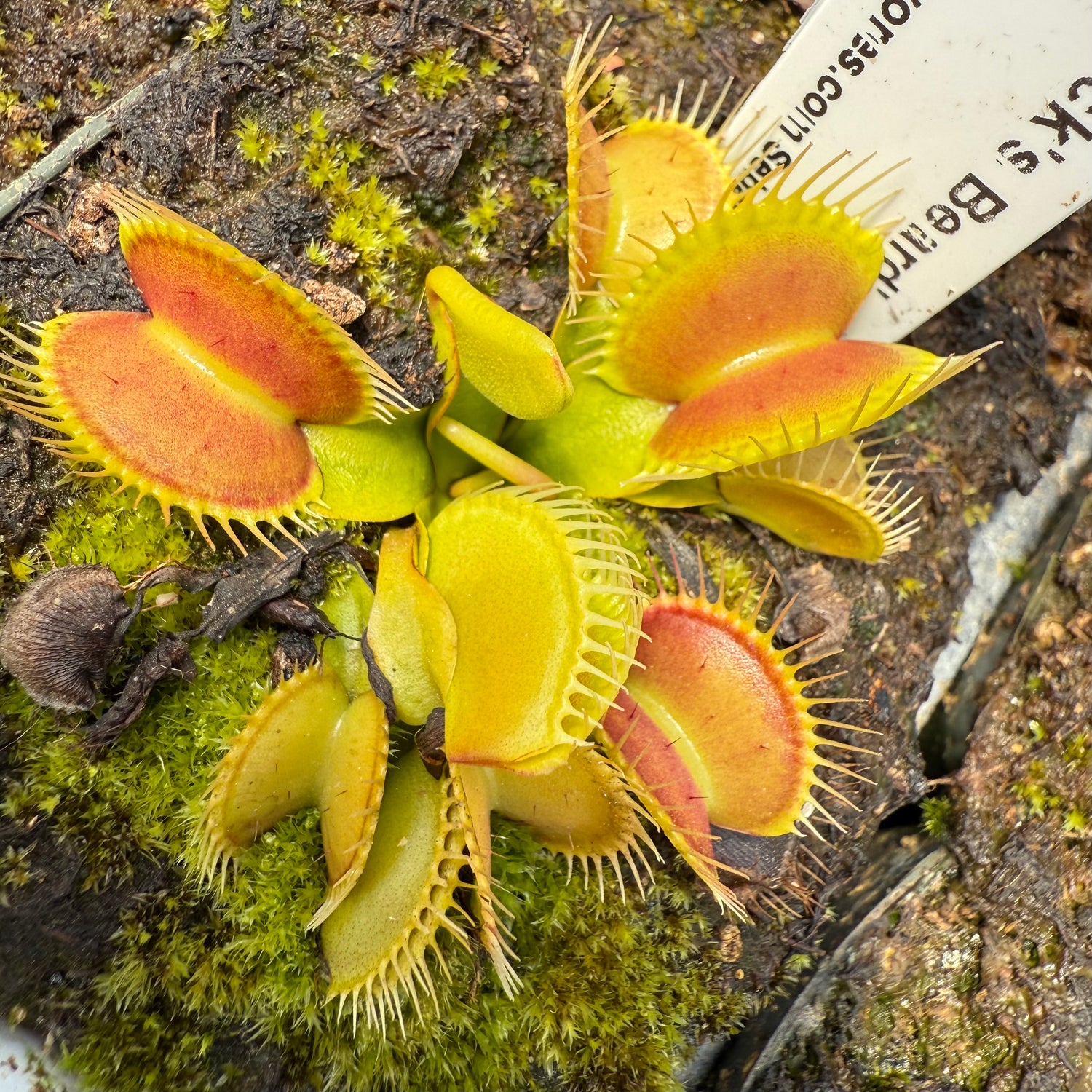 Dionaea m. ‘St Patrick’s Beard’ Reverted JH Potted