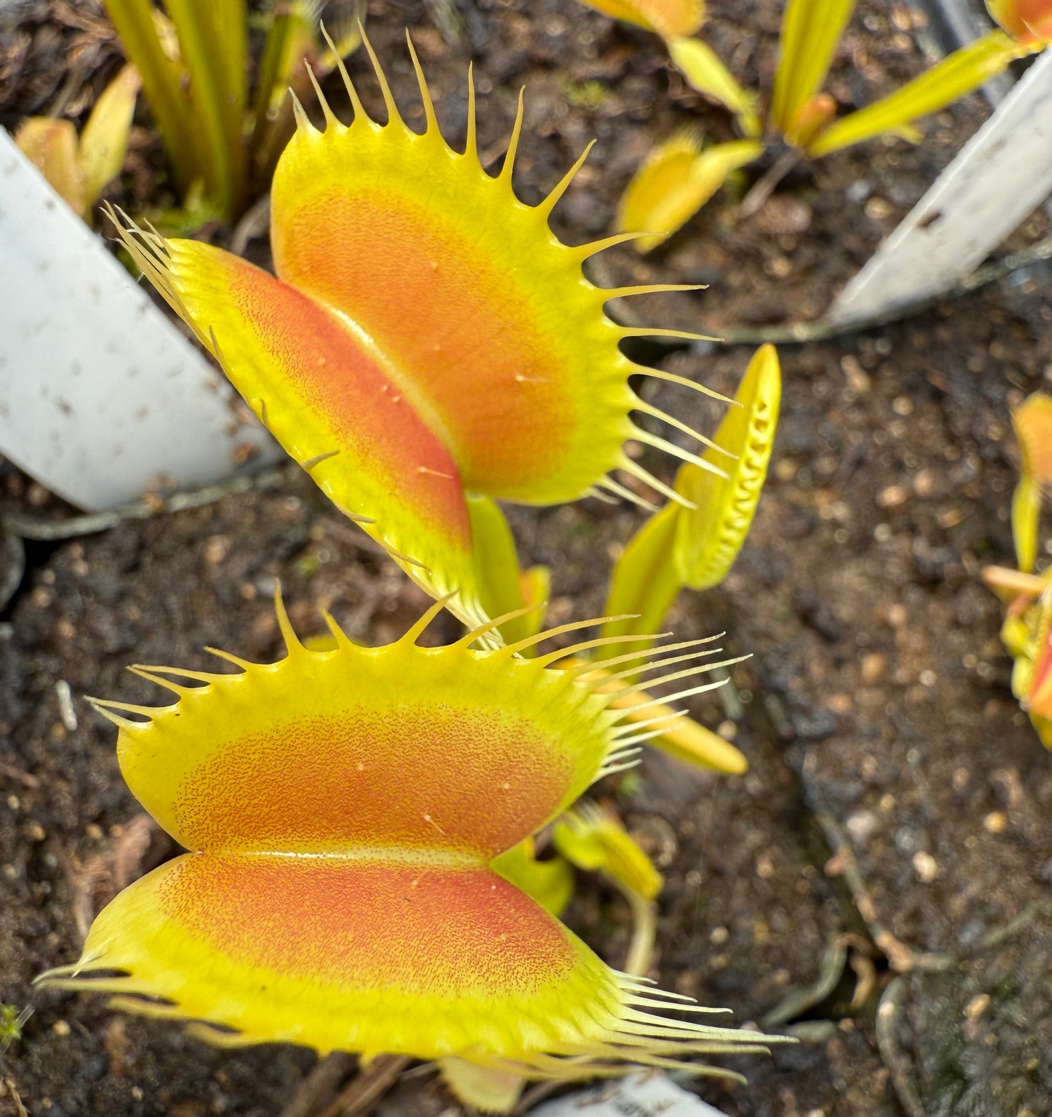 Dionaea m. 'Czech Giant' JH Potted