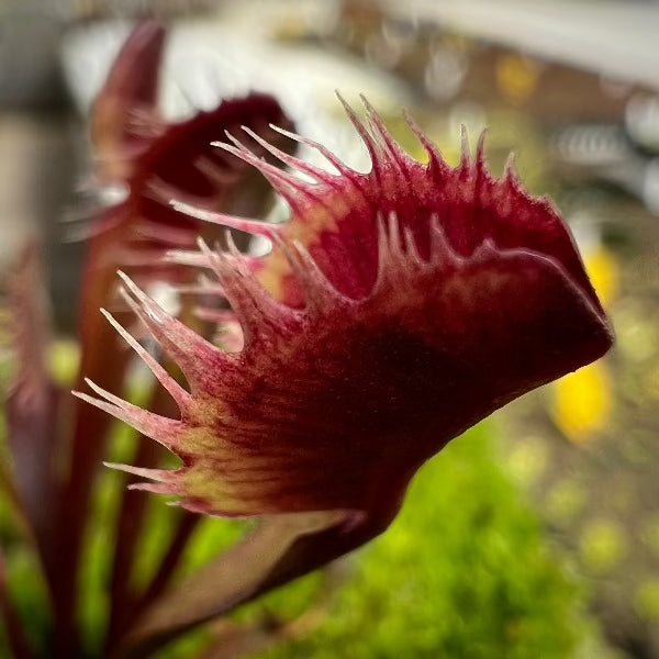 Dionaea All Red Fused Tooth