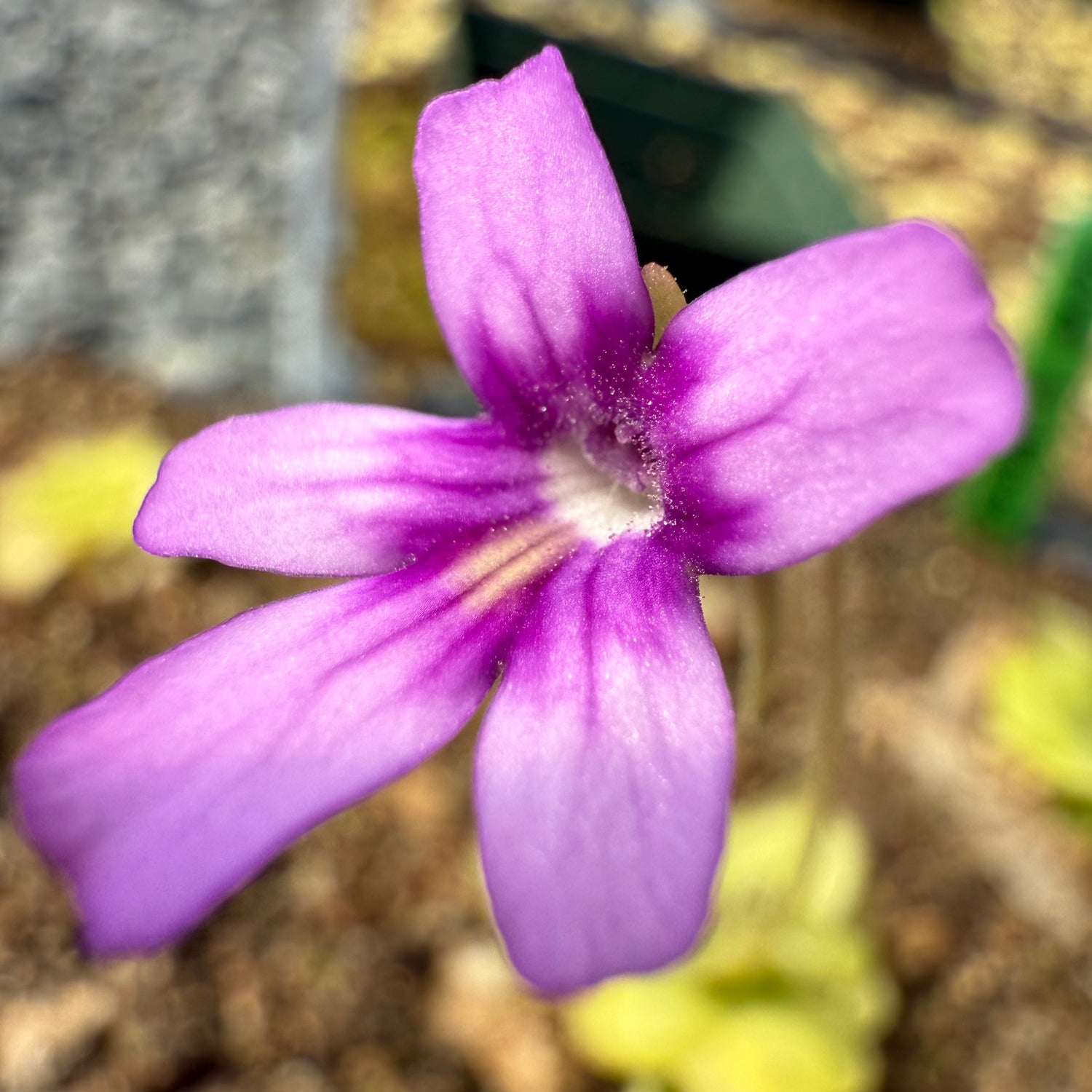 Pinguicula emarginata x sp Lautner 92/52 “Clone KA” BARE ROOT