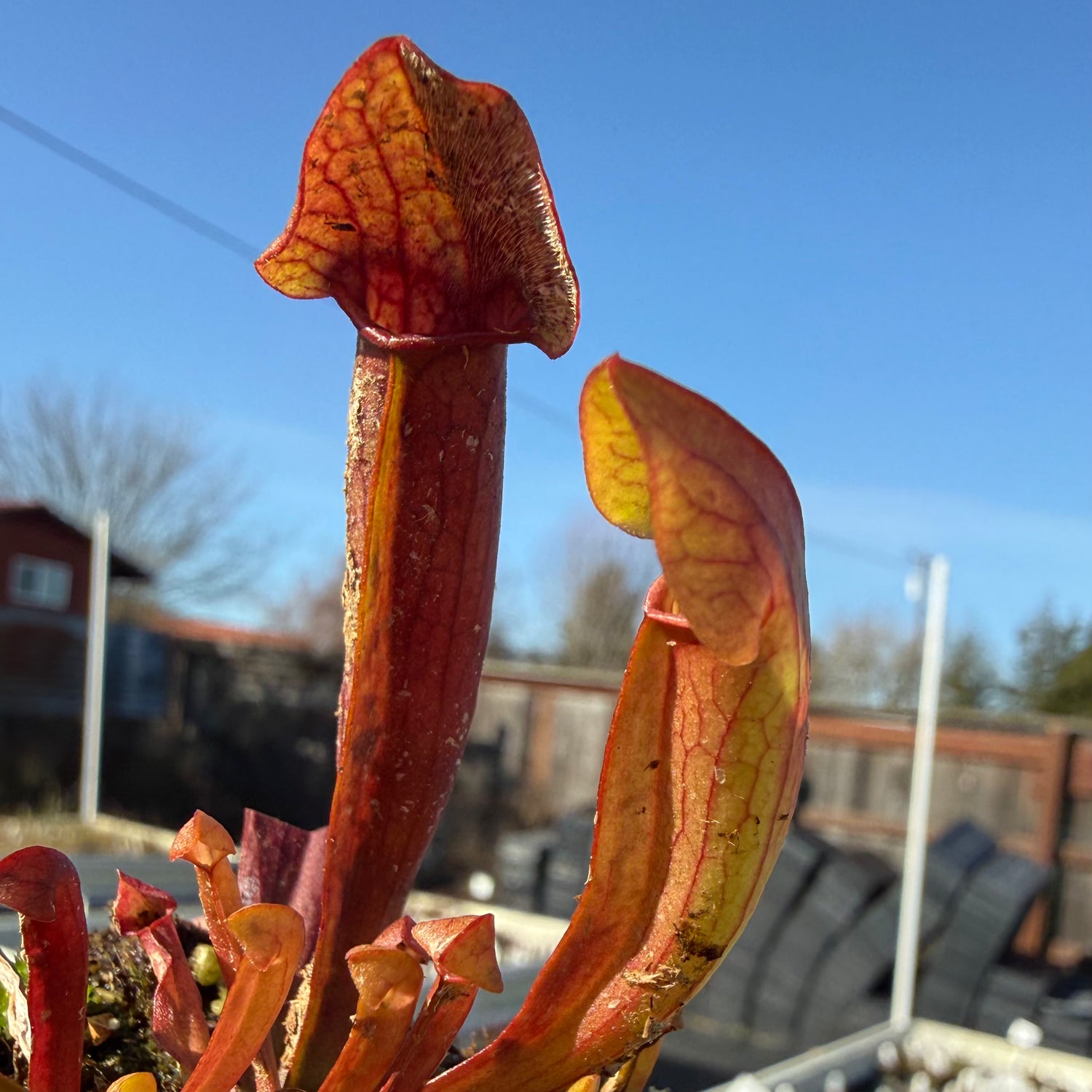 Sarracenia x ‘Maroon’ Potted