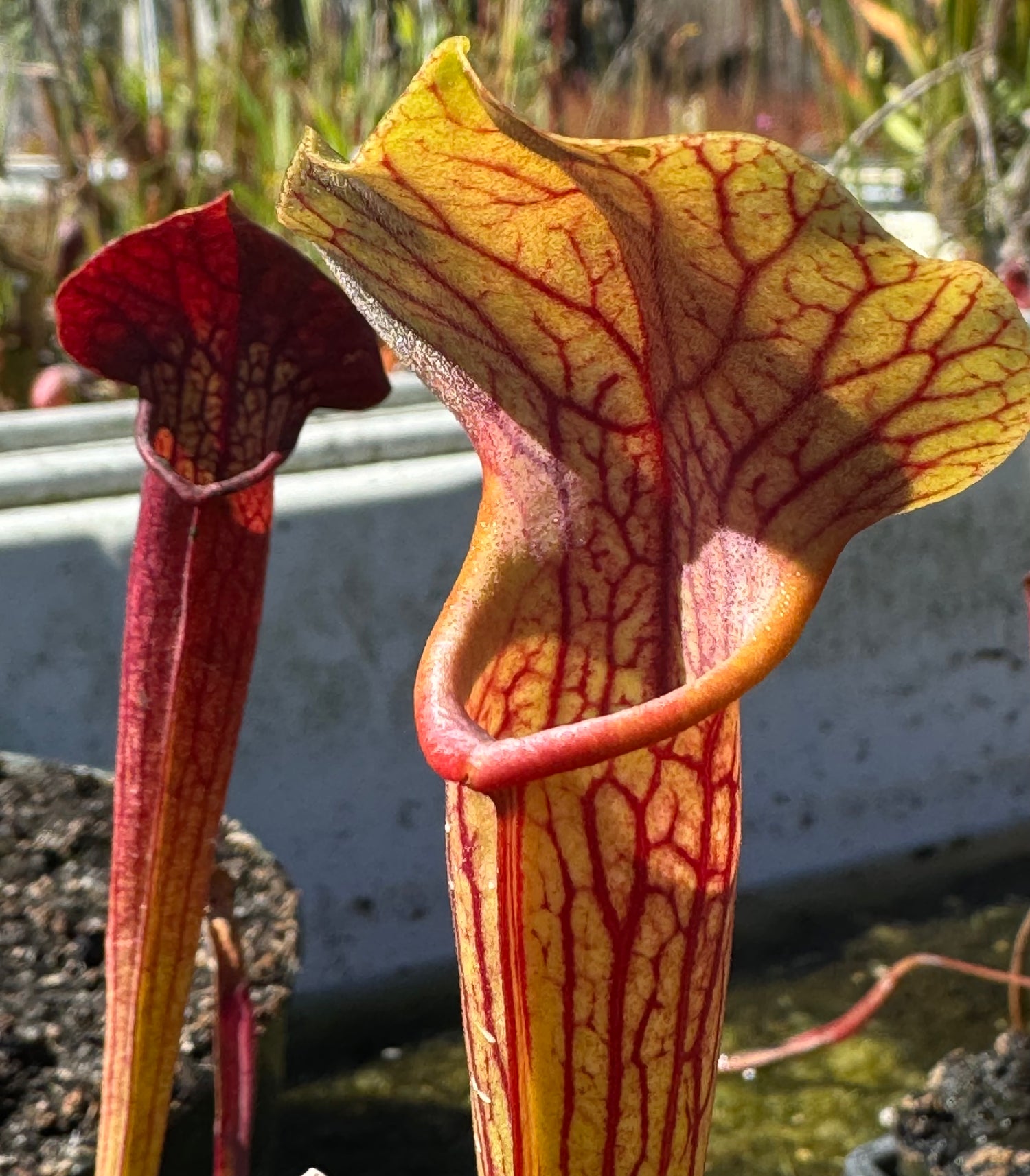 Sarracenia ( x ‘Simone’ ) x ( alata rubrioperculata x flava ) Potted