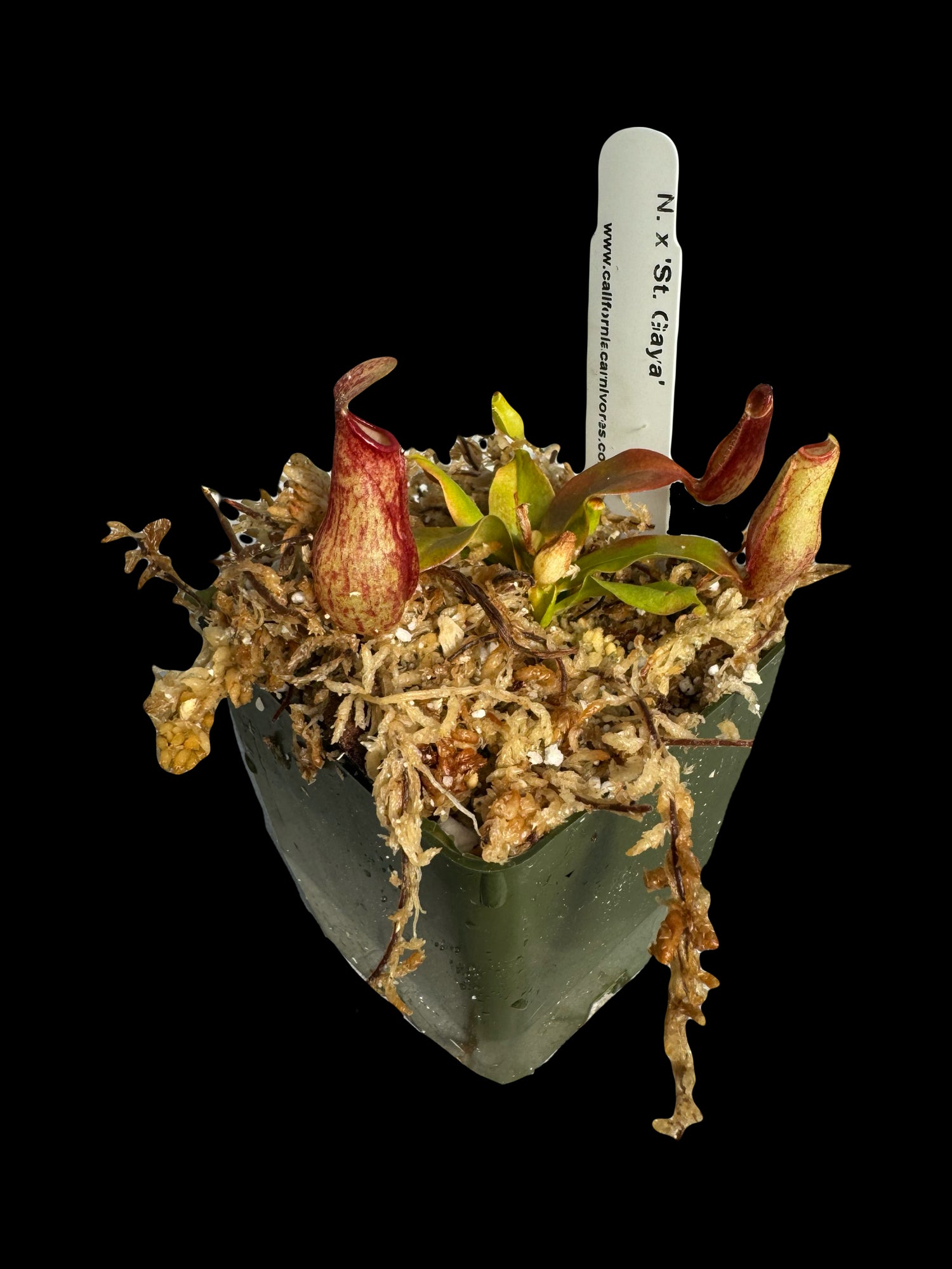 Nepenthes x ‘St Gaya’ Potted