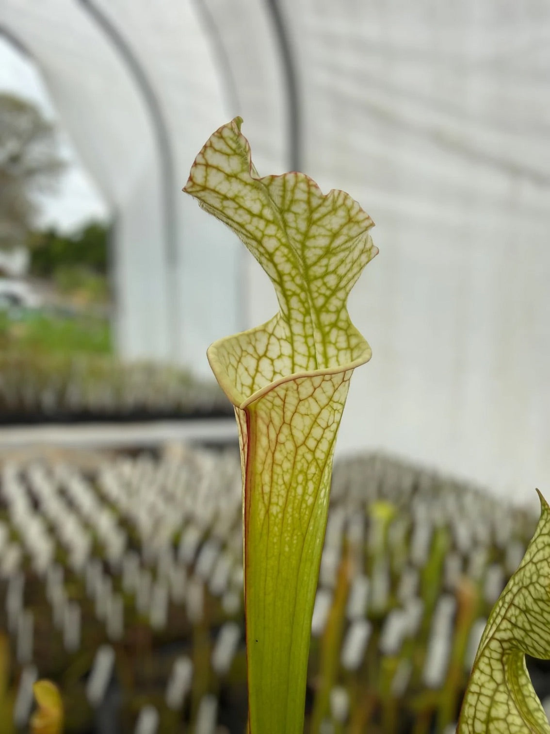 Sarracenia leucophylla “Green and White” Potted