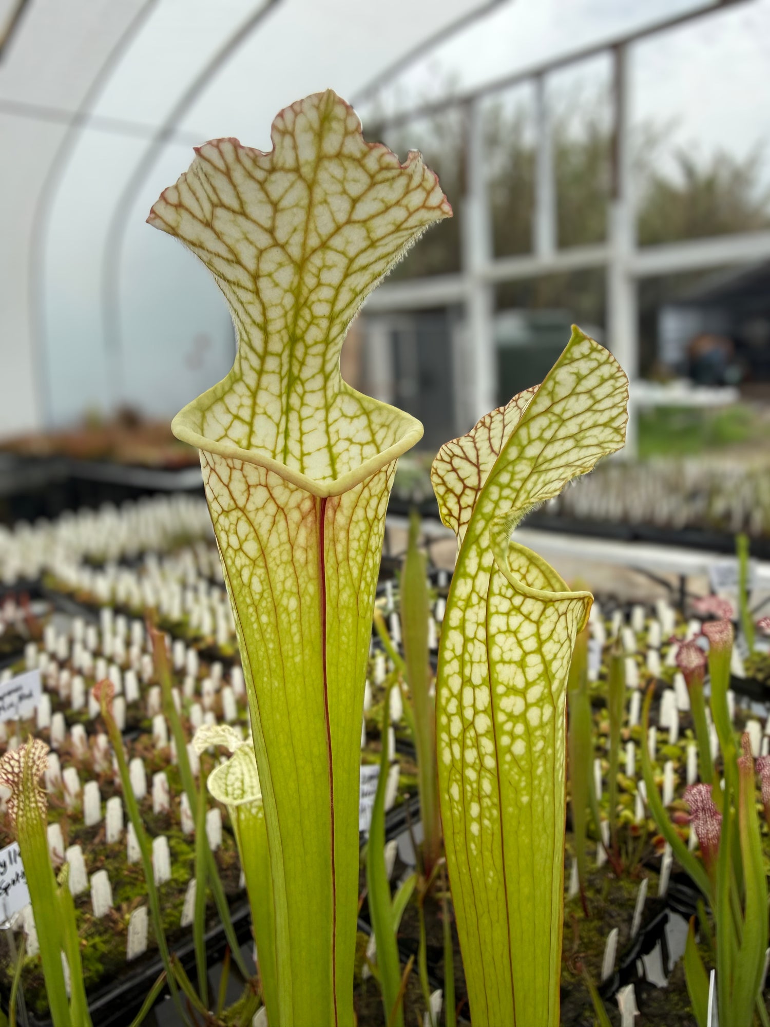 Sarracenia leucophylla “Green and White” Potted