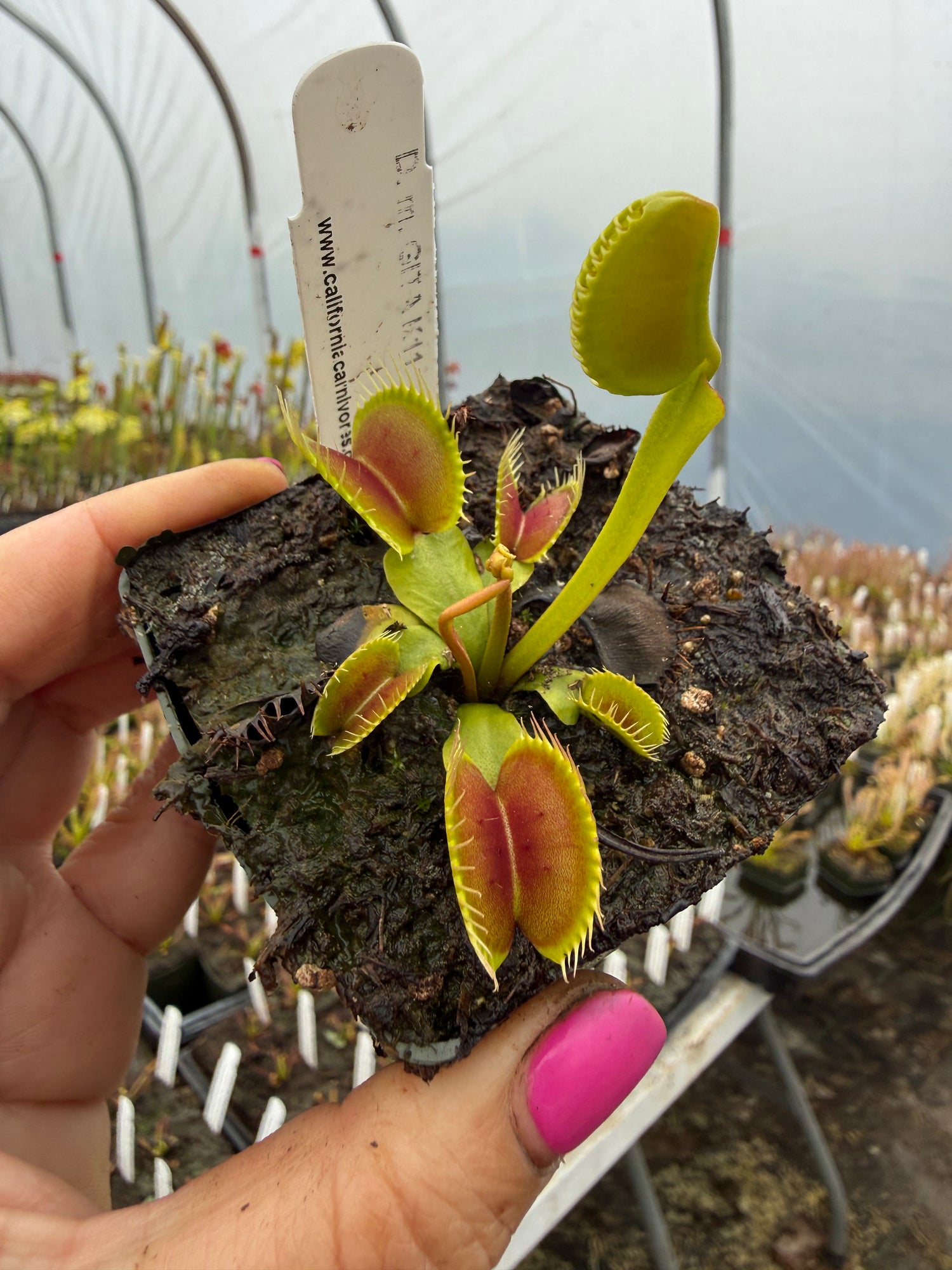 Dionaea m. “Becca’s Giant” Potted