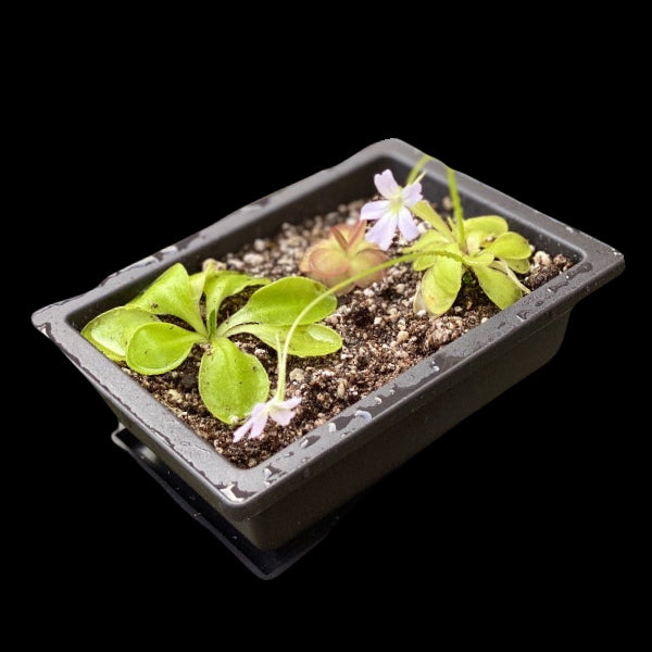 3 Pinguicula Windowsill Garden Kit
