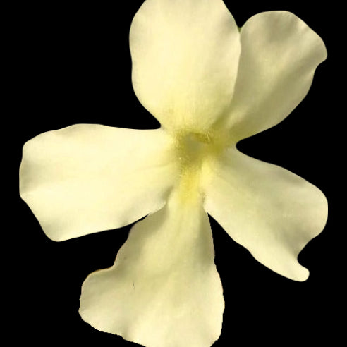 Pinguicula "BCP Golden Eye" BARE ROOT
