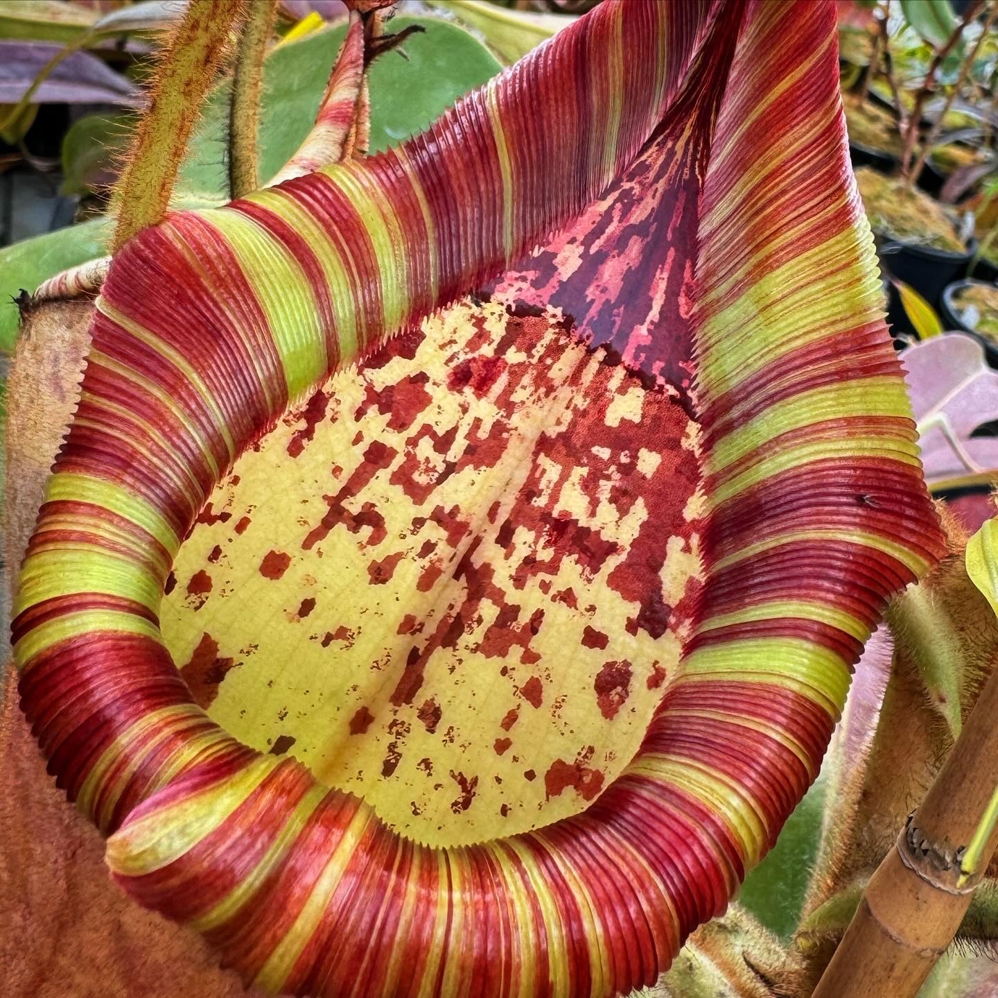 Nepenthes ( platychila x veitchii ) x ( glandulifera x veitchii ) CalCarn Seed-Grown Potted
