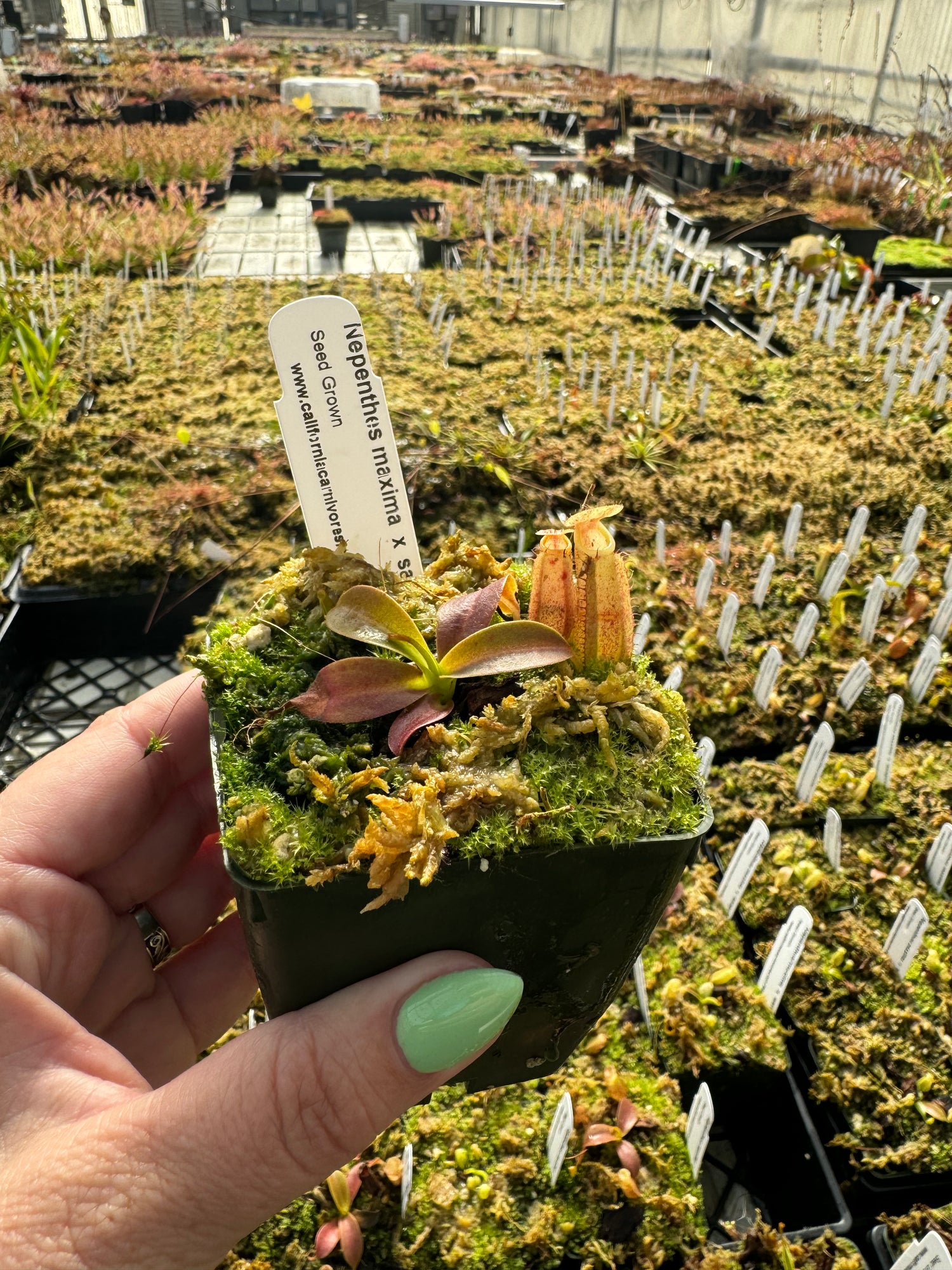 Nepenthes maxima x sanguinea “red” CalCarn Seed-Grown Potted