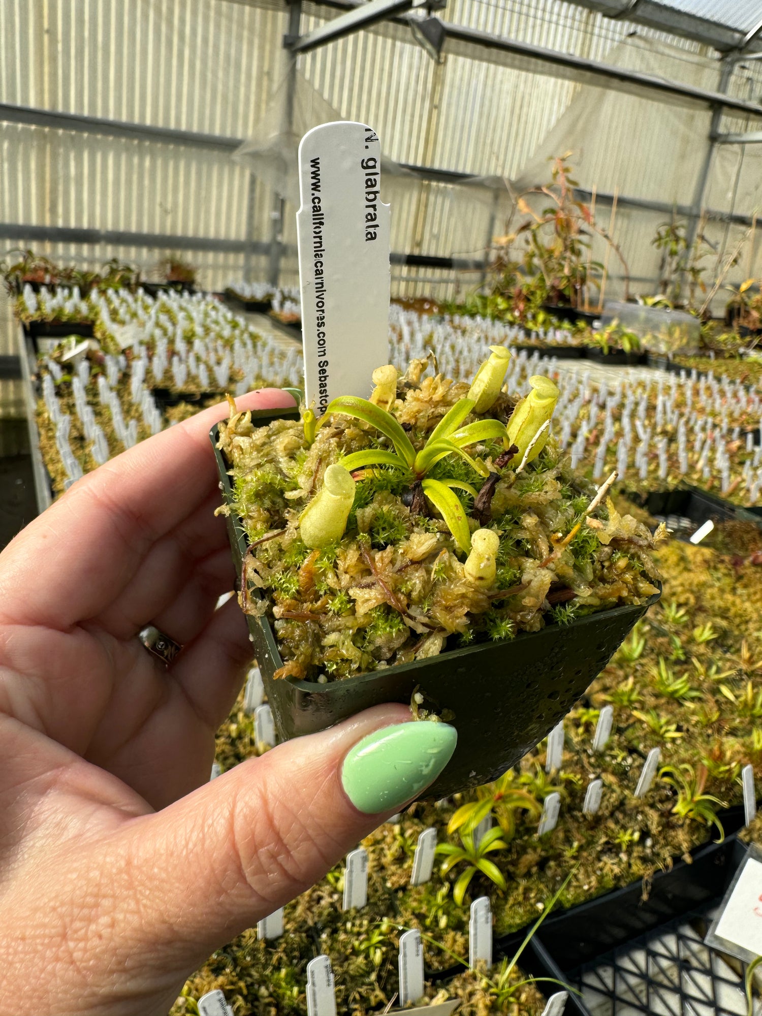 Nepenthes glabrata CalCarn Clone Potted
