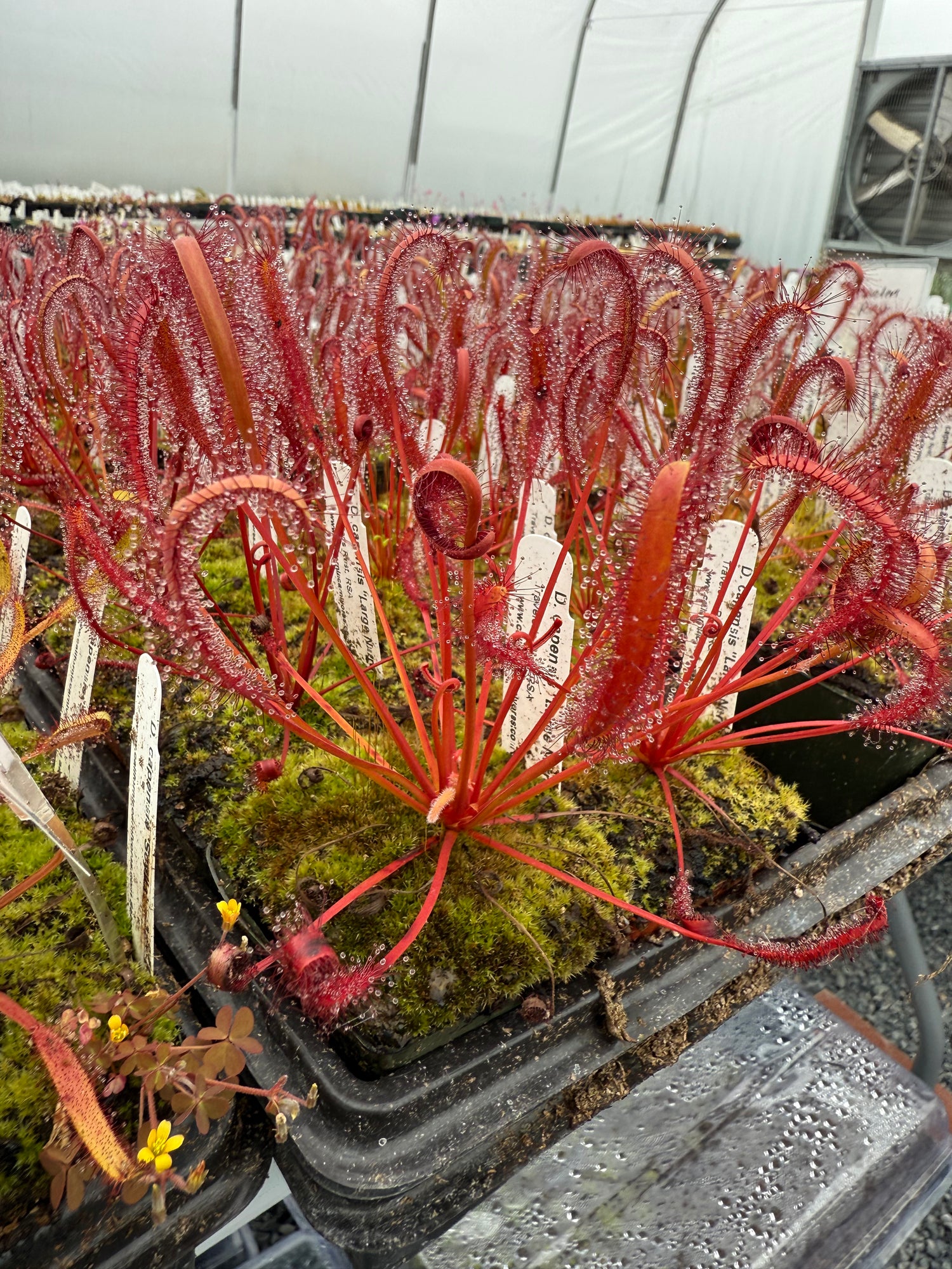 Drosera capensis “Large Narrow Form, Traveler’s Rest, RSA” Potted