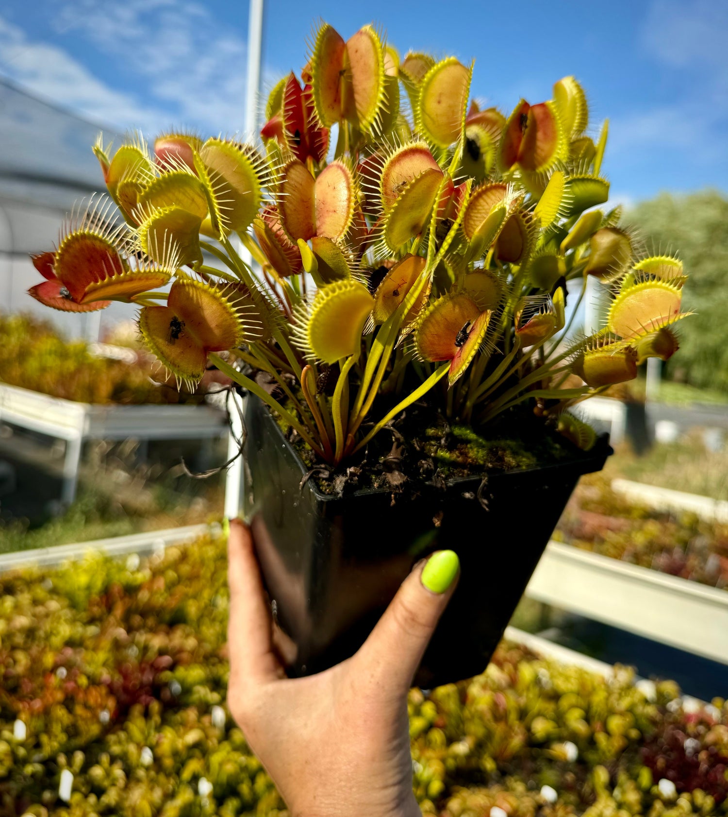Seed Pack Dionaea m. "Gaping Maw" (12 seeds/pack)
