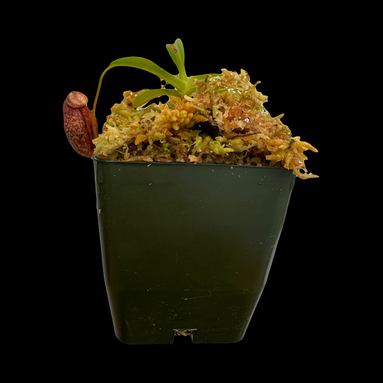 Nepenthes densiflora x aristolochioides Potted