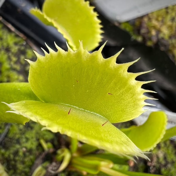 Dionaea BCP X11 Clone Venus flytrap