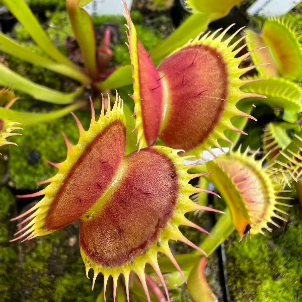 Dionaea SL-15 Venus Flytrap Seed