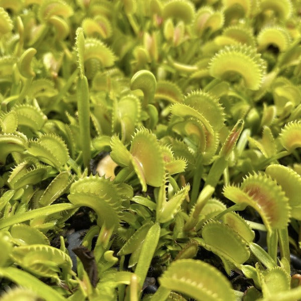 Dionaea dente